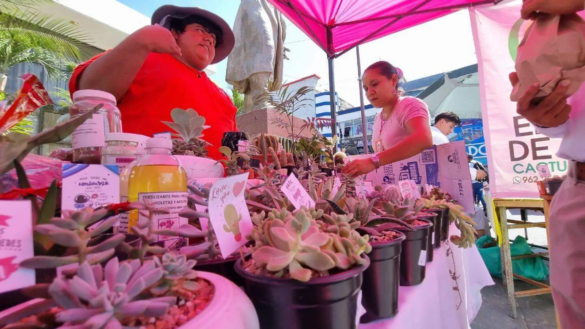 venta de cactus